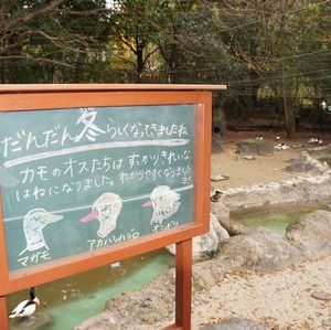 第２回のいちdeZoo婚情報