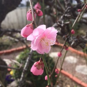 我が家の庭にも春