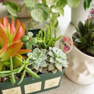 多肉植物の寄せ植え