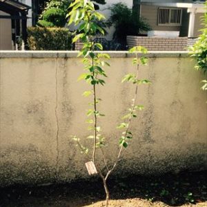 桜の木を植えました