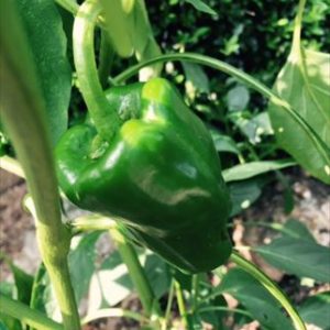 無農薬の新鮮野菜たち