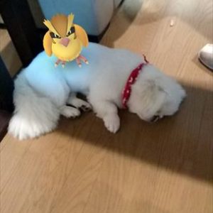 ポケモンGOイベント
